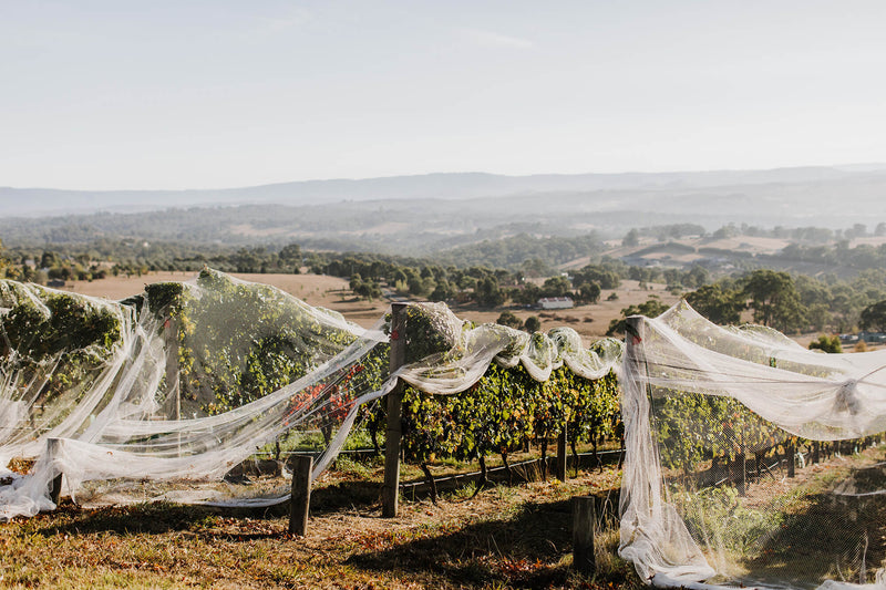 In the Heart of the Volcano