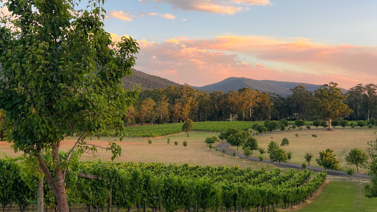 The Place for Pinot: Two vineyards, two terroirs, one Yarra Valley story