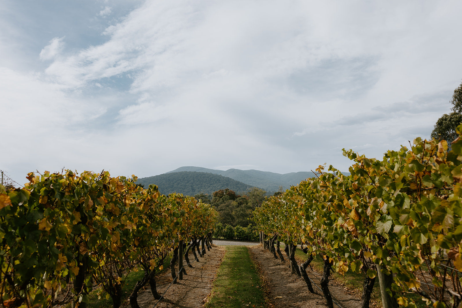 Savour the Season: The Best Wines to Sip This Autumn