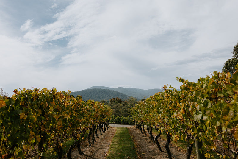 Savour the Season: The Best Wines to Sip This Autumn