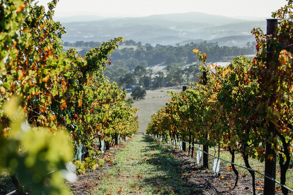 Volcanic Roots: How Kangaroo Ground Shapes the Character of Our Wines